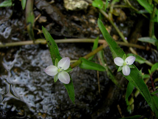 Cây Thủy trúc diệp. Murdannia triquetra - Cây Thuốc Nam Quanh Ta